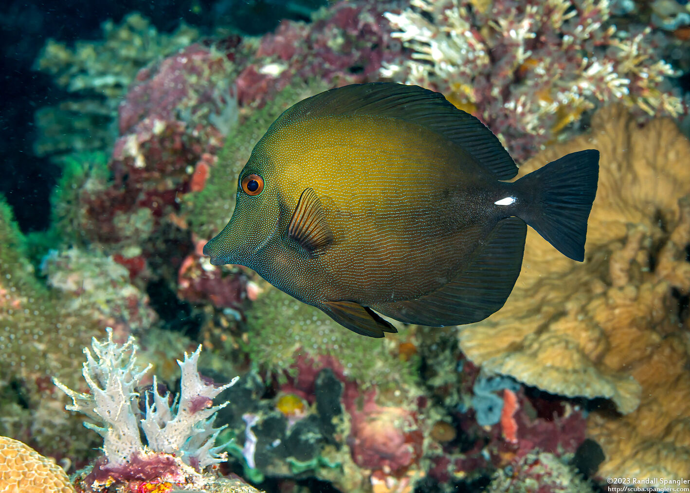 Zebrasoma scopas (Brushtail Tang)