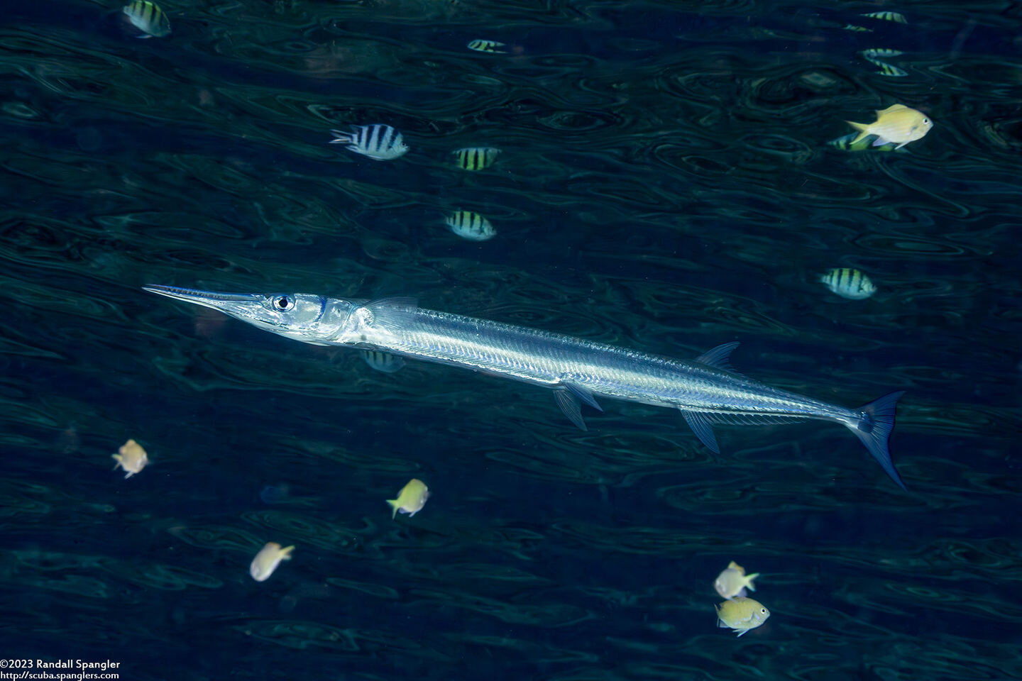 Tylosurus crocodilus (Houndfish)