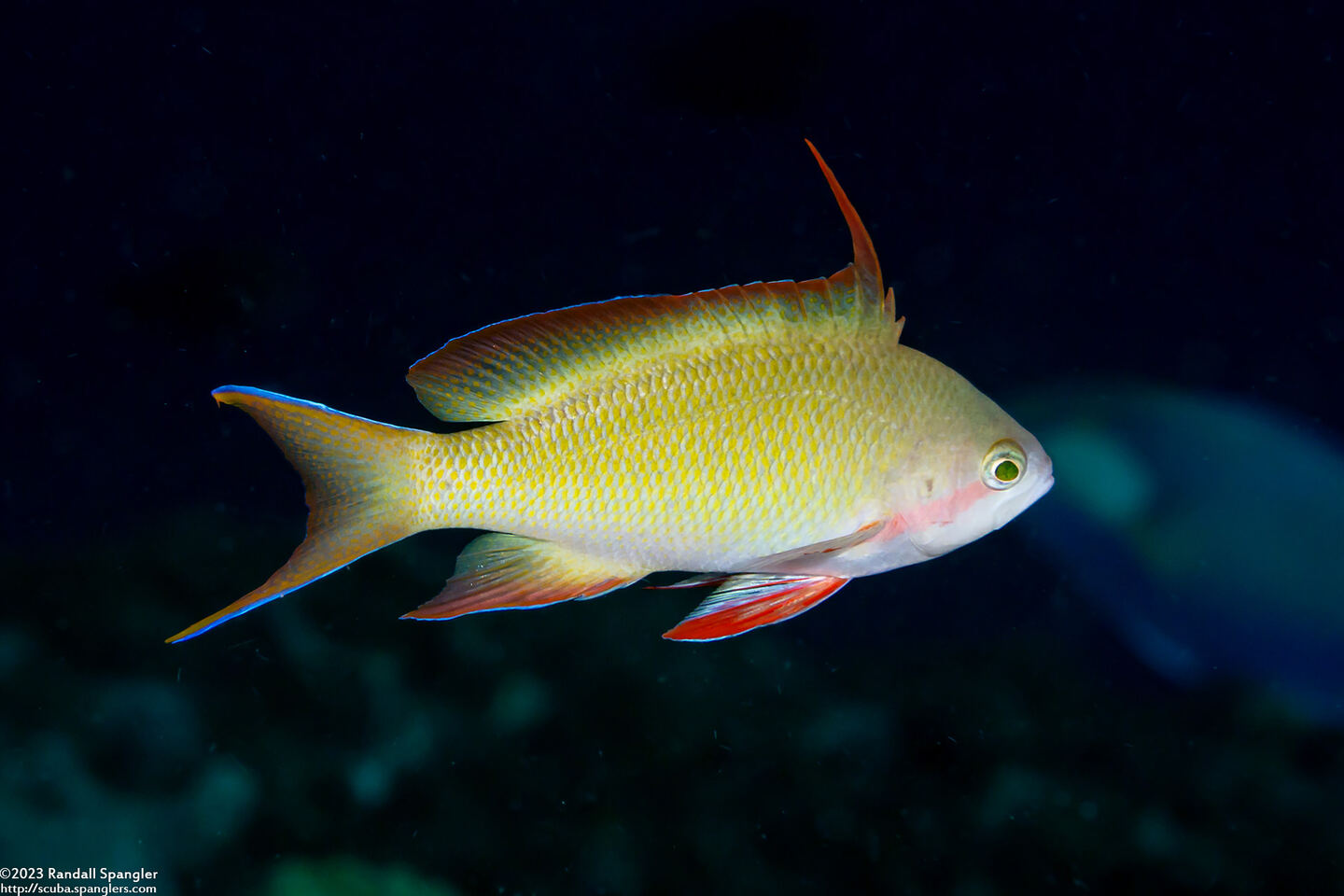 Pseudanthias huchtii (Threadfin Anthias)