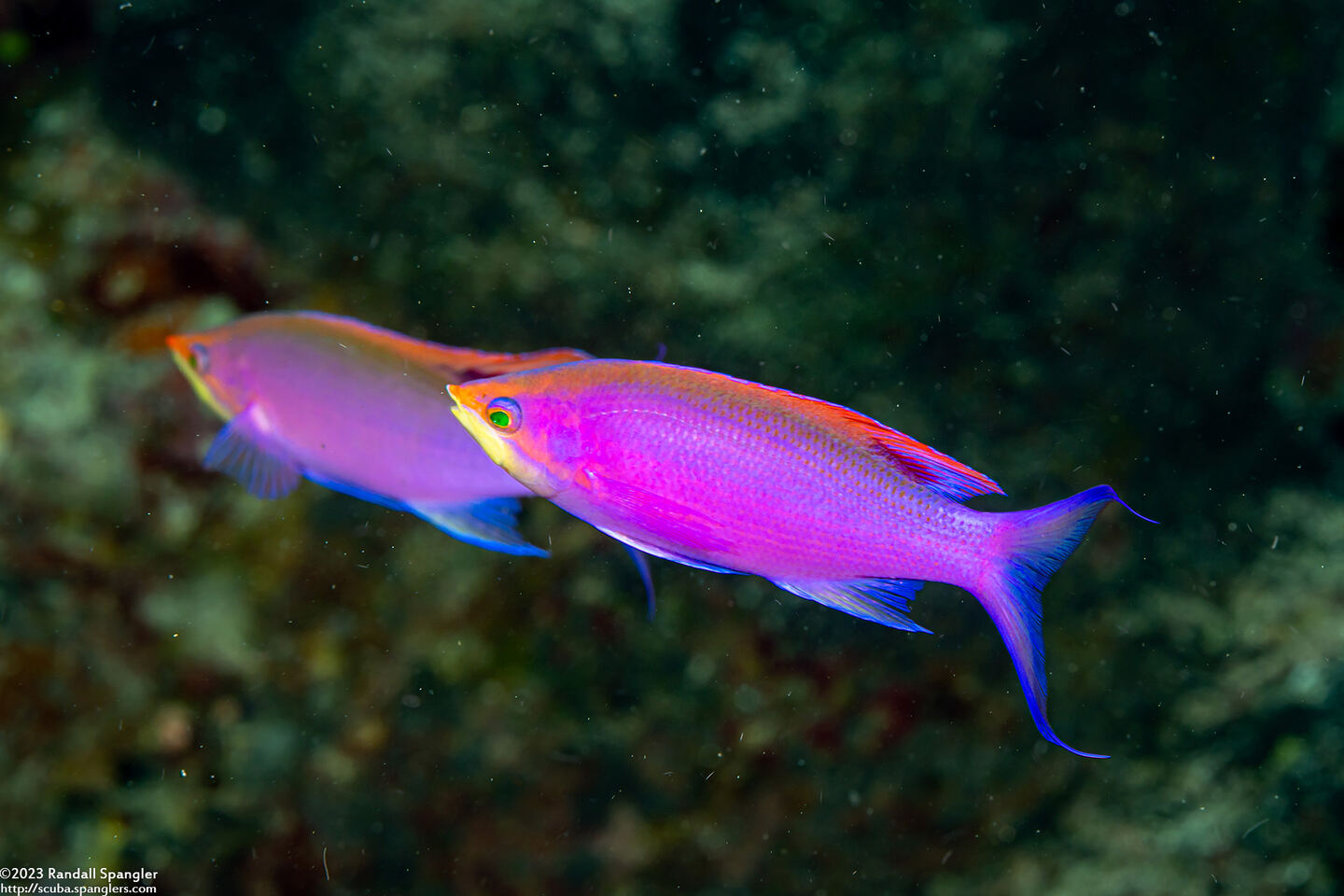 Pseudanthias tuka (Purple Anthias)