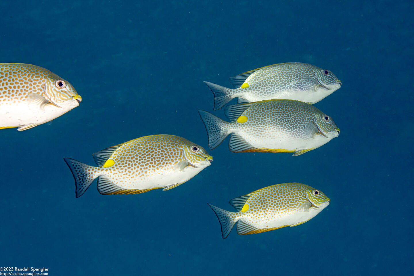Siganus guttatus (Golden Rabbitfish)