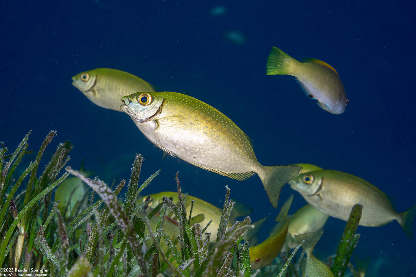 Siganus fuscescens (Mottled Rabbitfish)