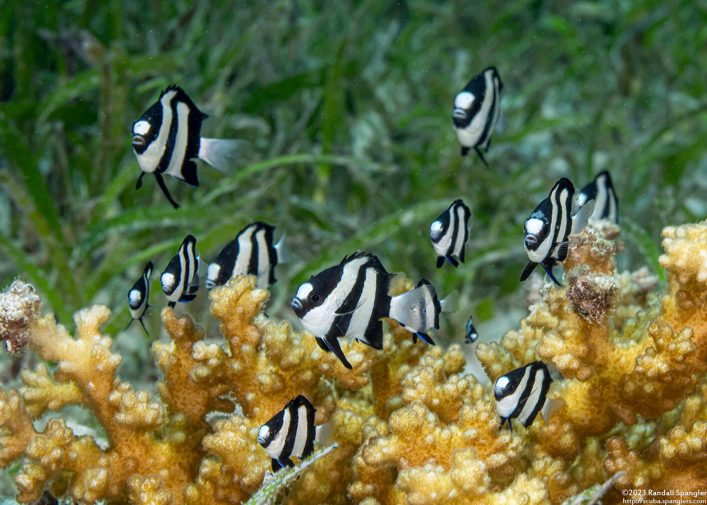 Dascyllus aruanus (Humbug Dascyllus)