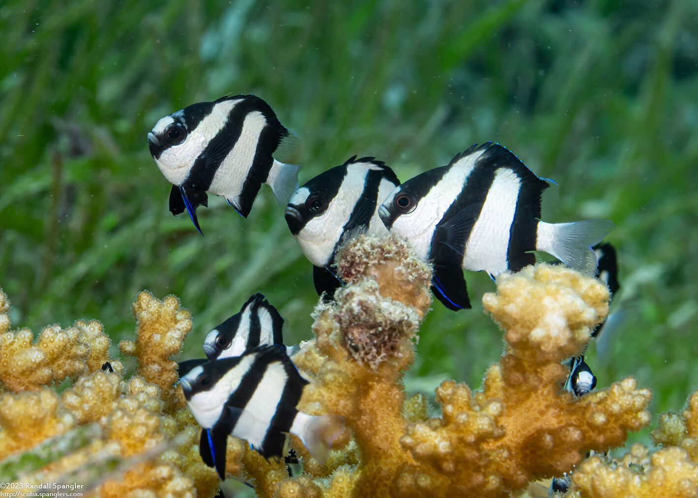 Dascyllus aruanus (Humbug Dascyllus)