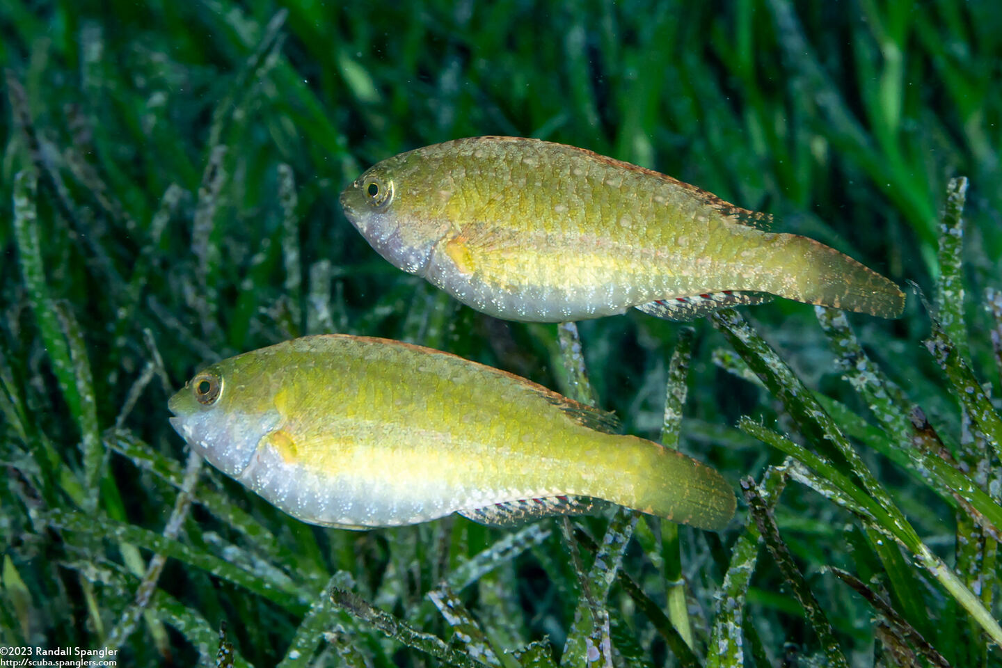 Leptoscarus vaigiensis (Seagrass Parrotfish)