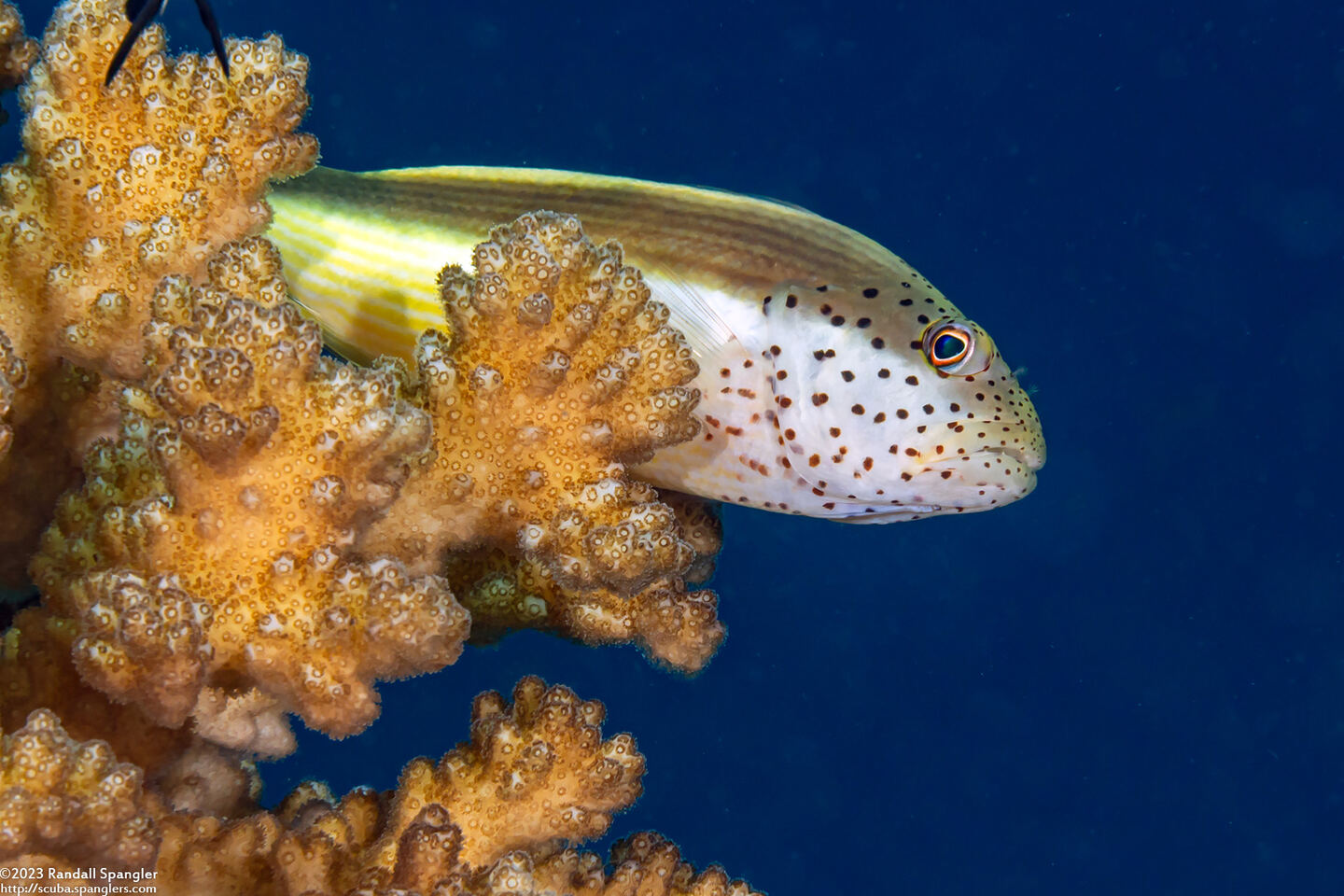 Paracirrhites forsteri (Freckled Hawkfish)