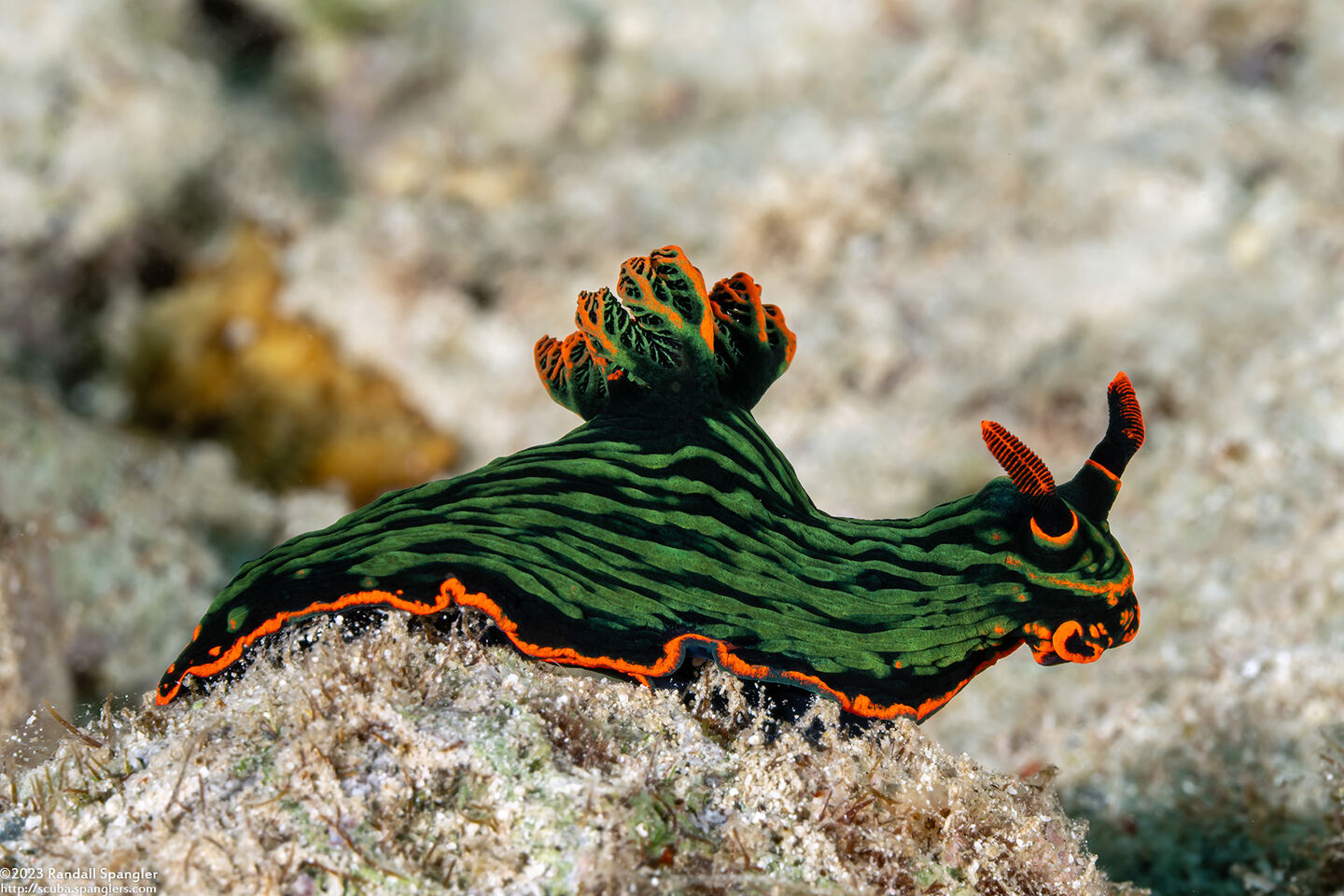 Nembrotha kubaryana (Kubaryana's Nembrotha)
