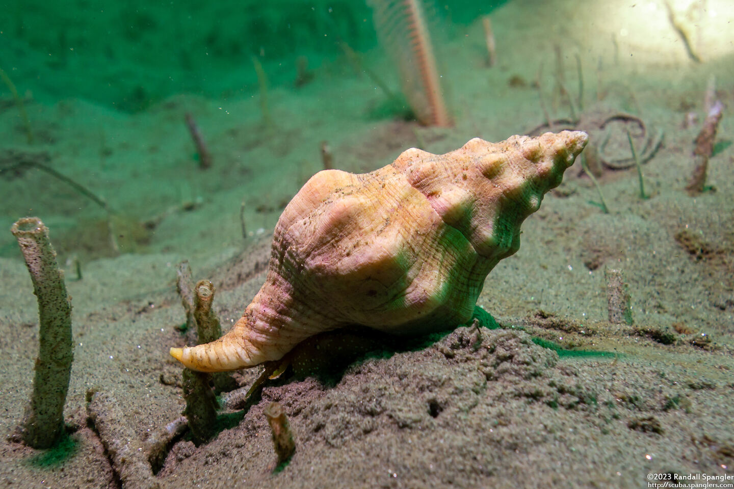 Kelletia kelletii (Kellet's Whelk)