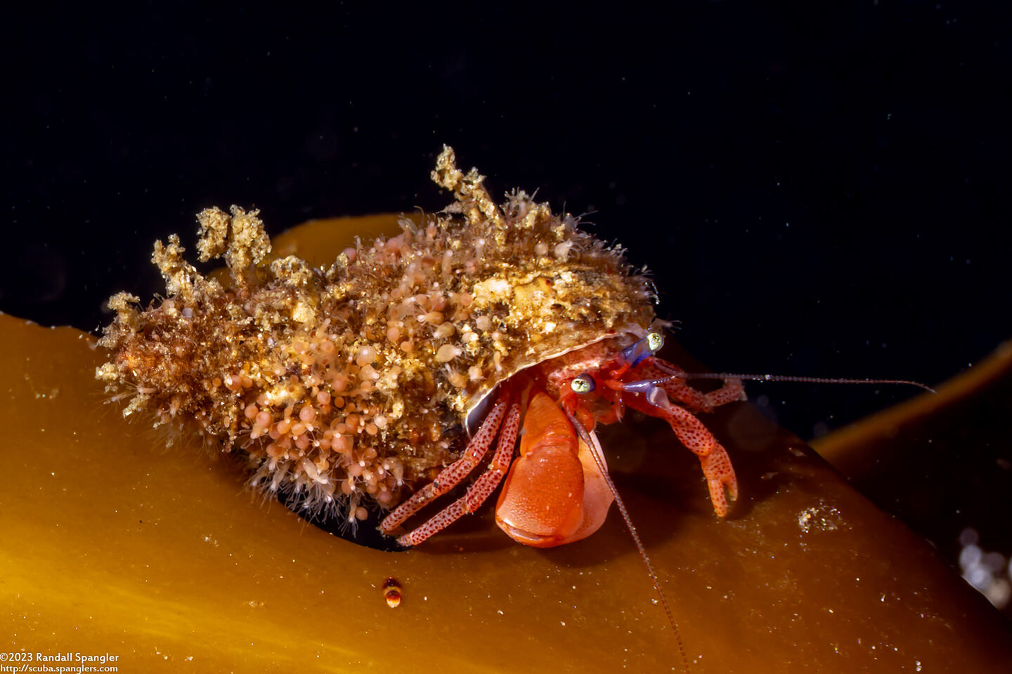 Pagurus retrorsimanus (Pagurus Retrorsimanus)