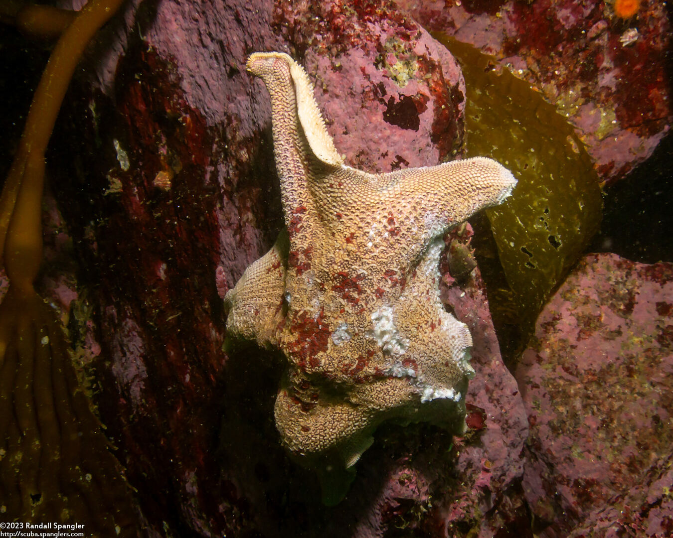 Patiria miniata (Bat Star); Likely showing sea star wasting disease