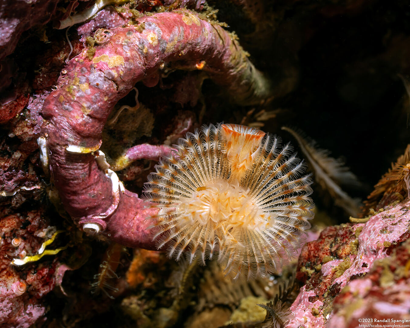 Serpula columbiana (Serpulid Worm)