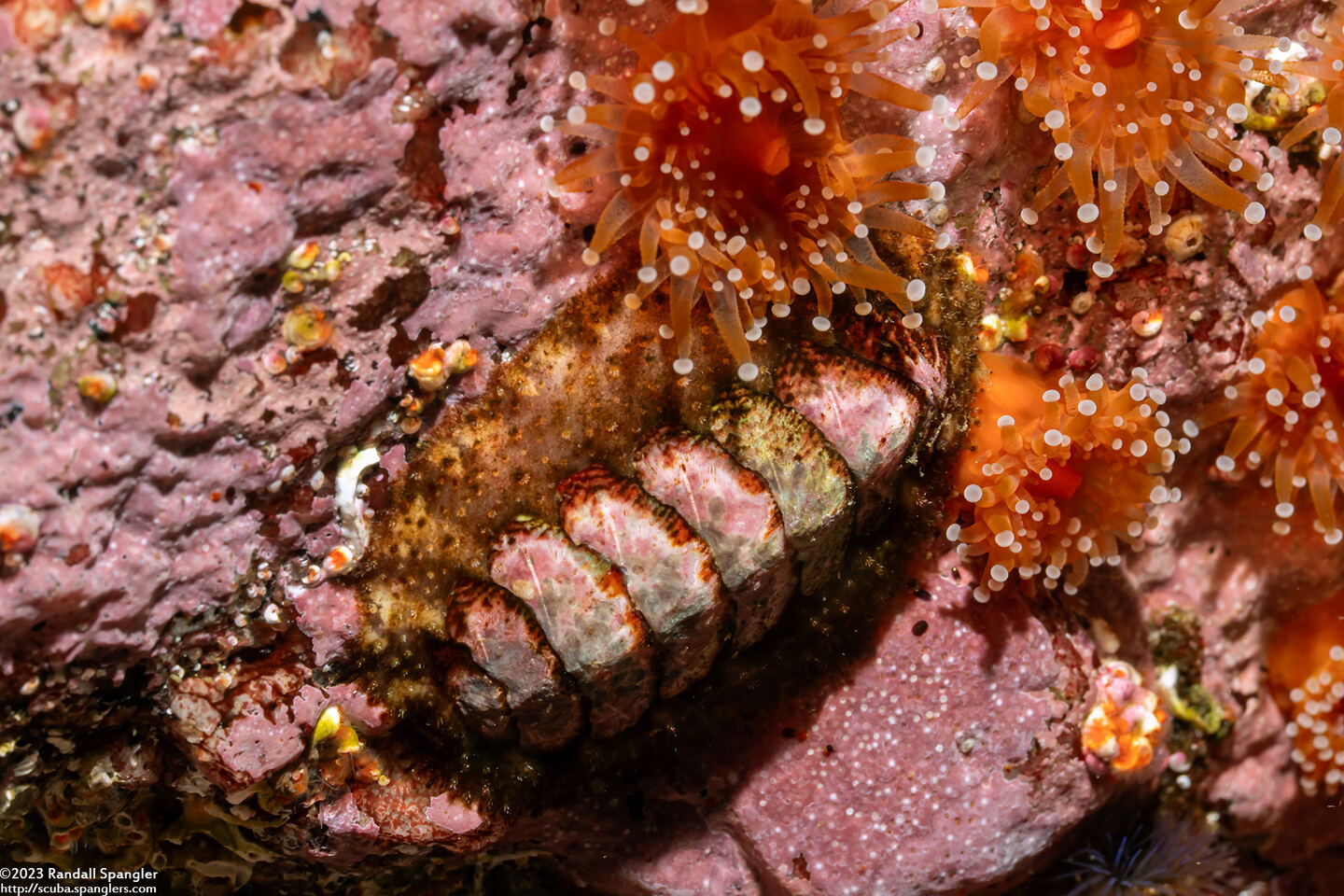 Mopalia spectabilis (Red-Flecked Mopalia)