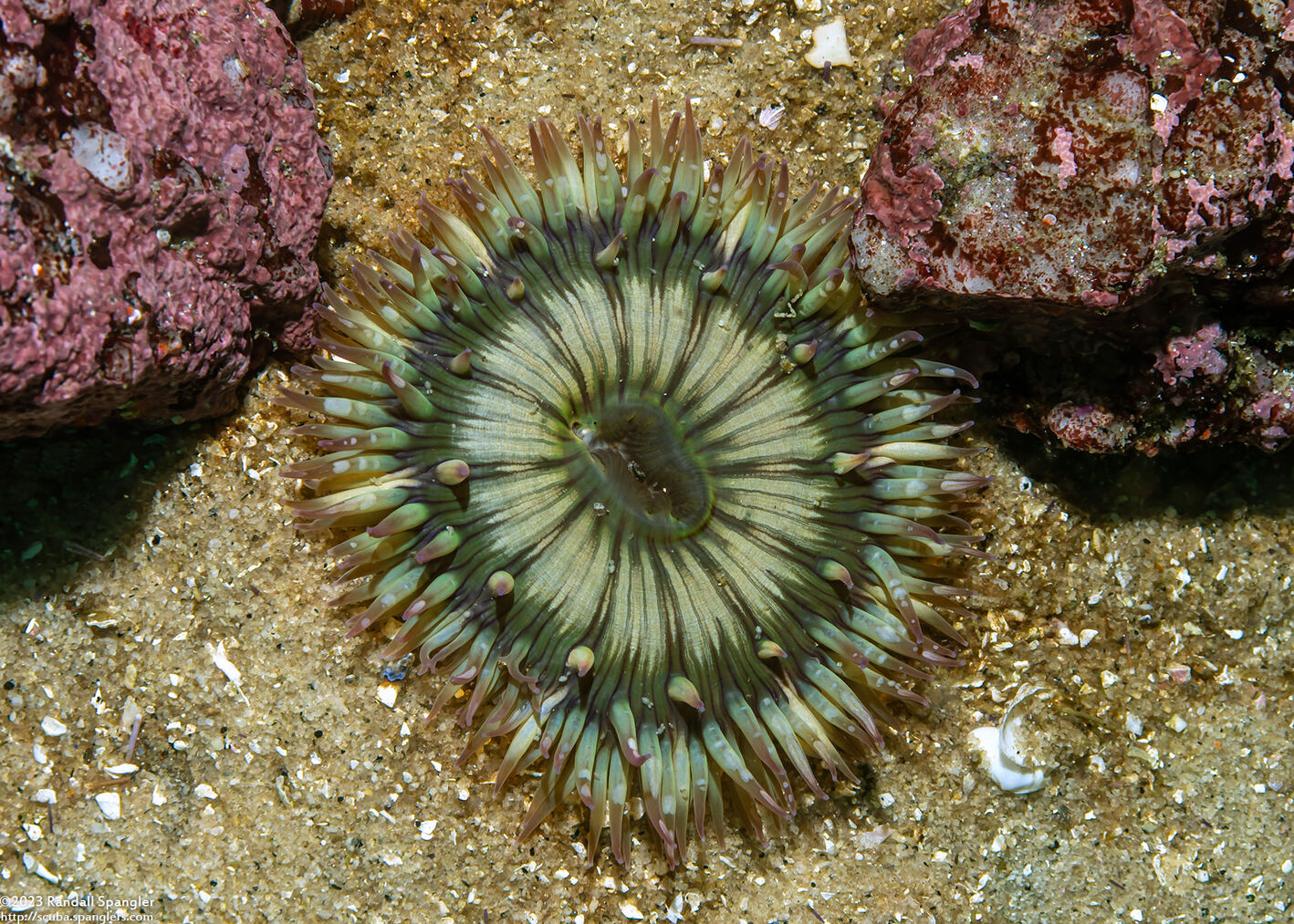 Anthopleura sola (Sunburst Anemone)