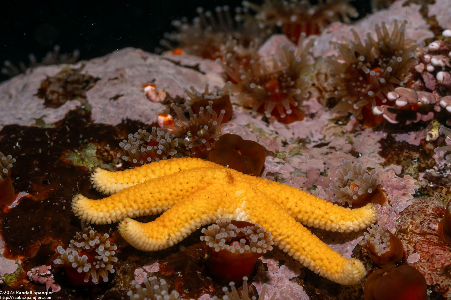 Henricia leviuscula (Blood Star)