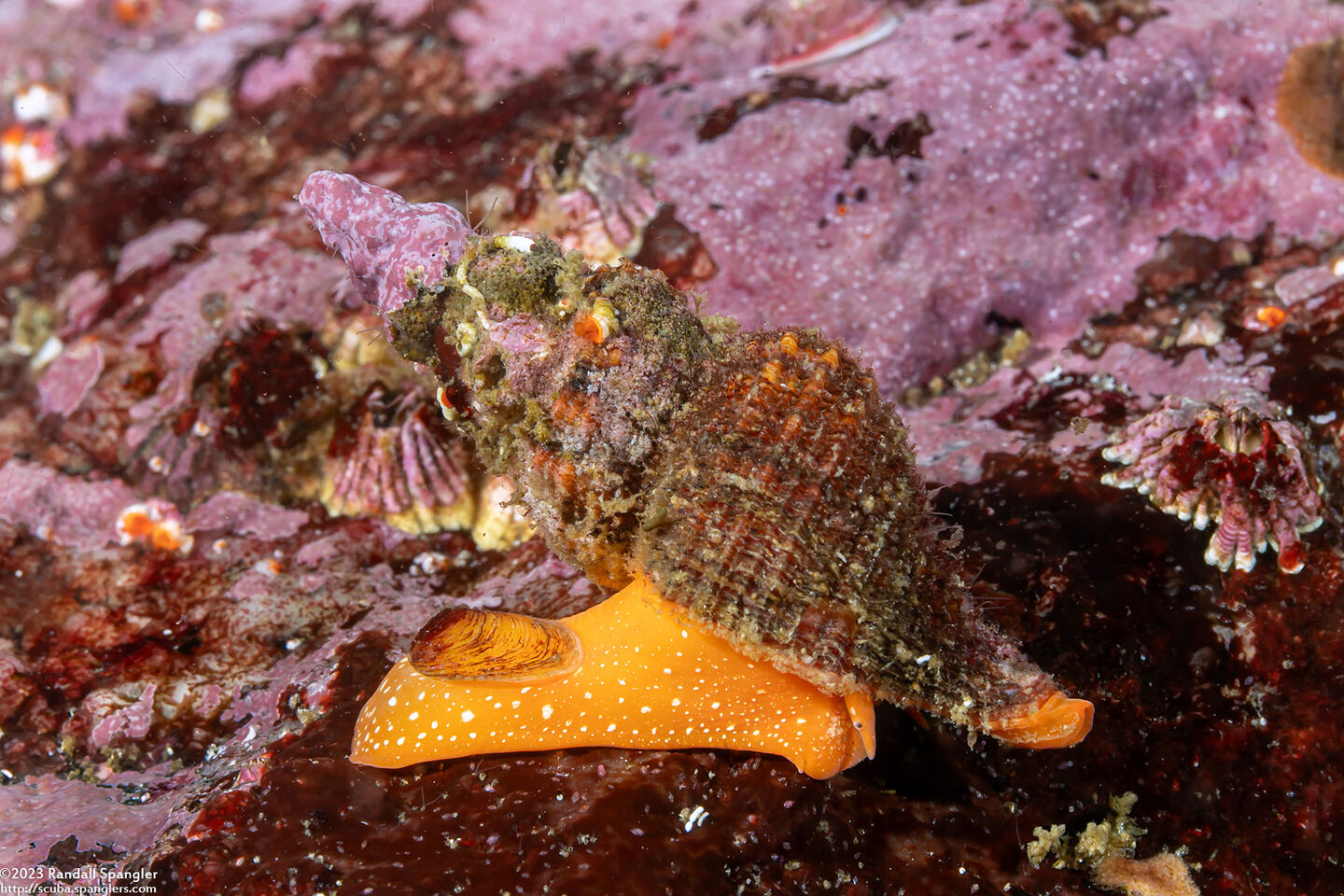 Hesperaptyxis luteopictus (Painted Spindle)