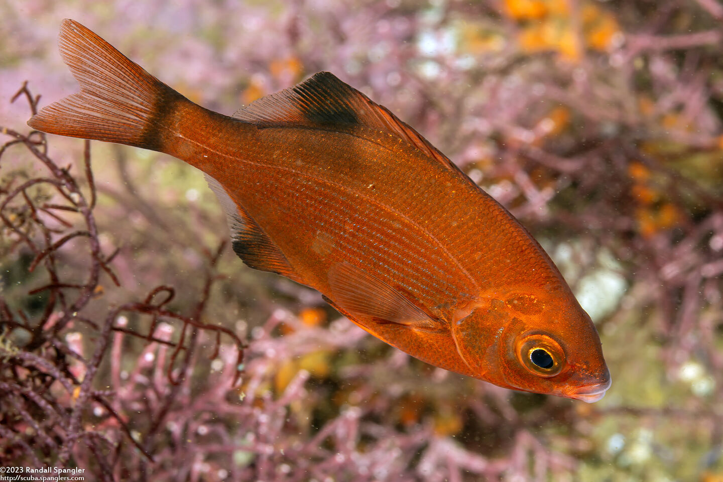 Embiotoca lateralis (Striped Seaperch)