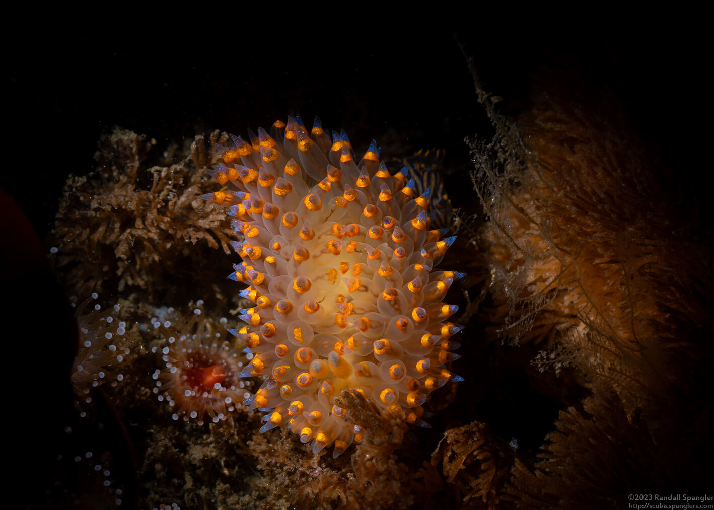 Antiopella barbarensis (Santa Barbara Janolus)