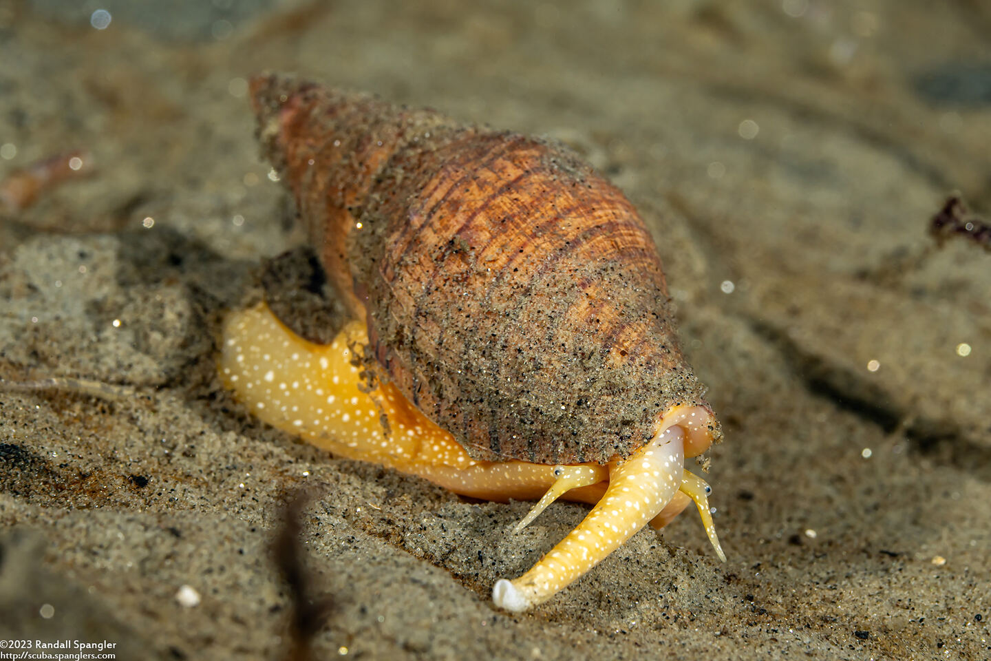 Megasurcula carpenteriana (Carpenter's Turrid)