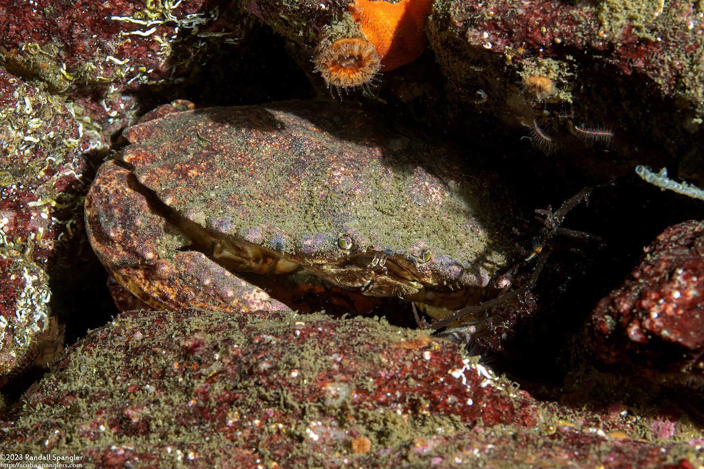 Cancer productus (Red Rock Crab)