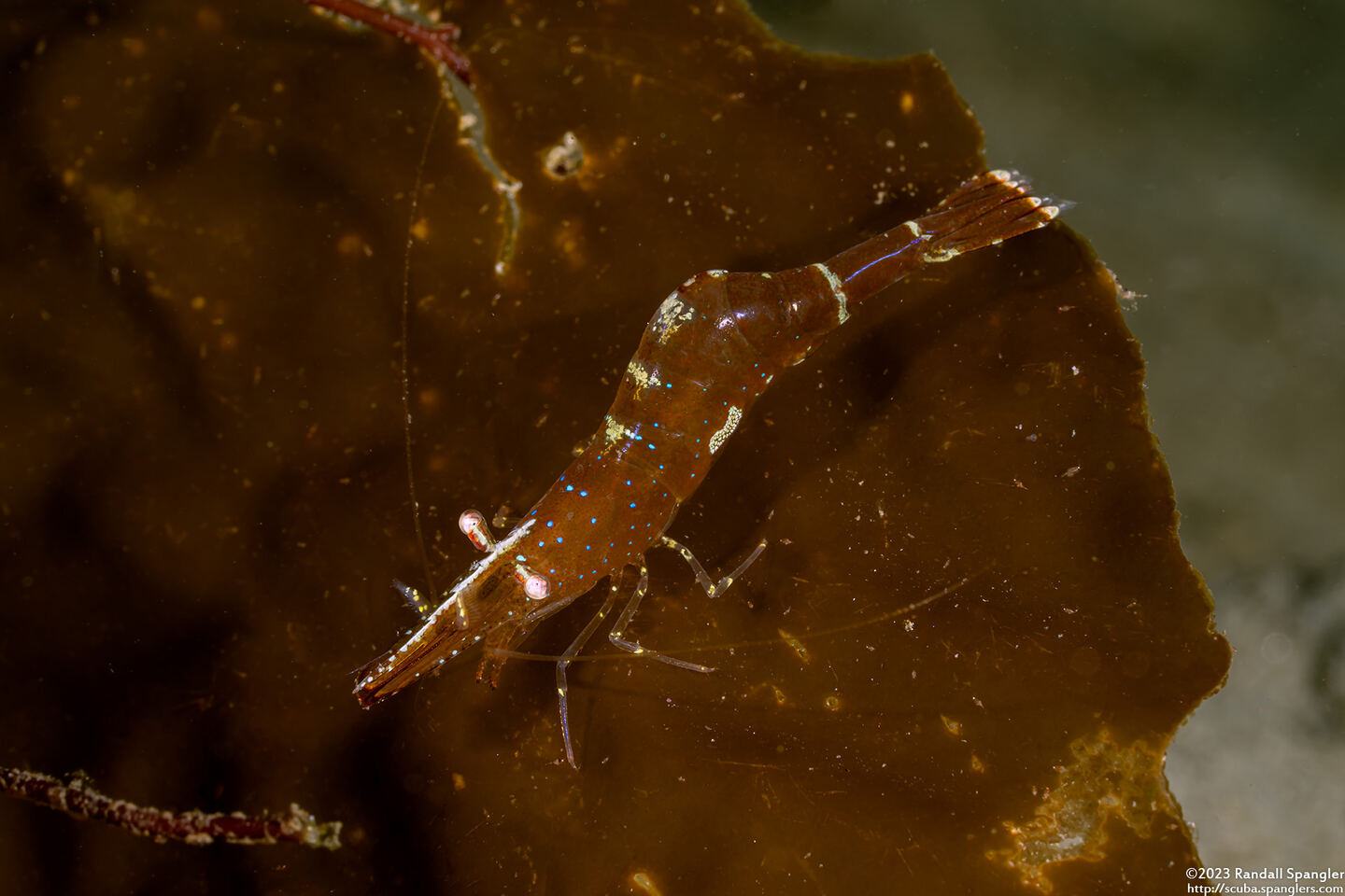 Heptacarpus stylus (Stiletto Shrimp)