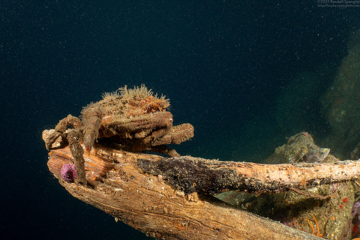 Loxorhynchus crispatus (Masking Crab)