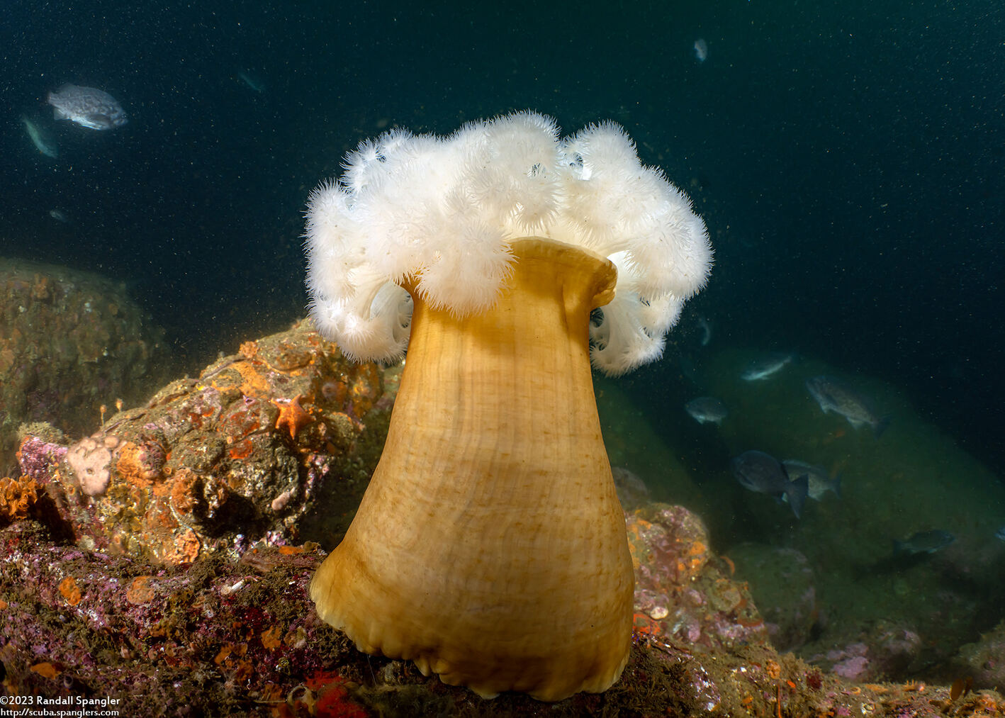 Metridium farcimen (White-Plumed Anemone)