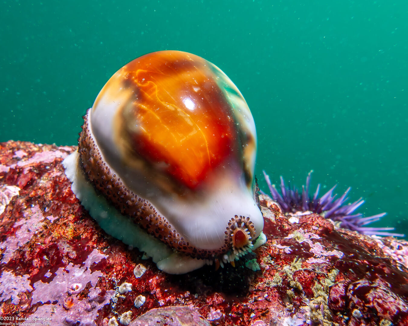 Neobernaya spadicea (Chestnut Cowry)