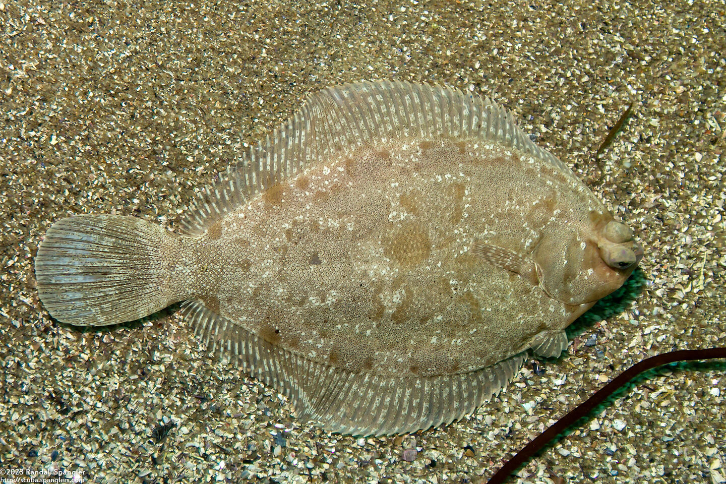 Pleuronichthys coenosus (C-O Sole)