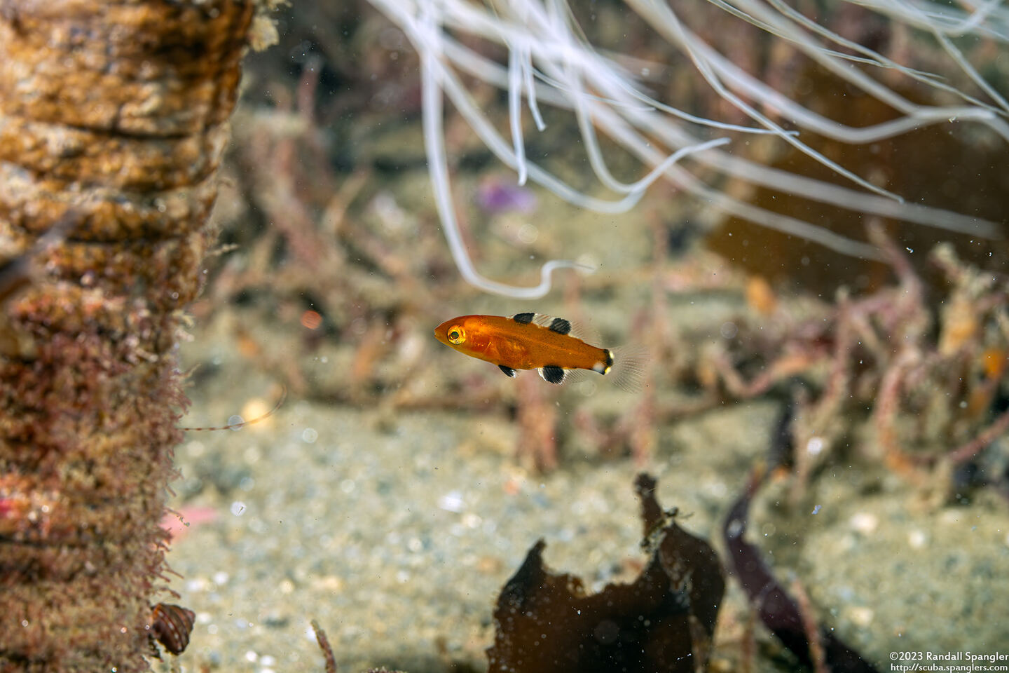 Semicossyphus pulcher (California Sheephead); Tiny juvenile