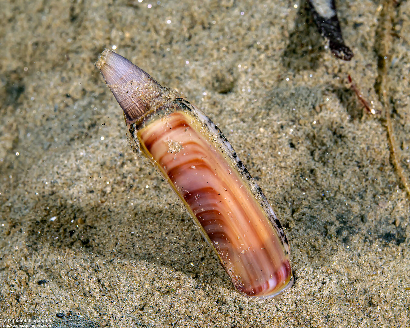Ensis californicus (California Razor Clam)