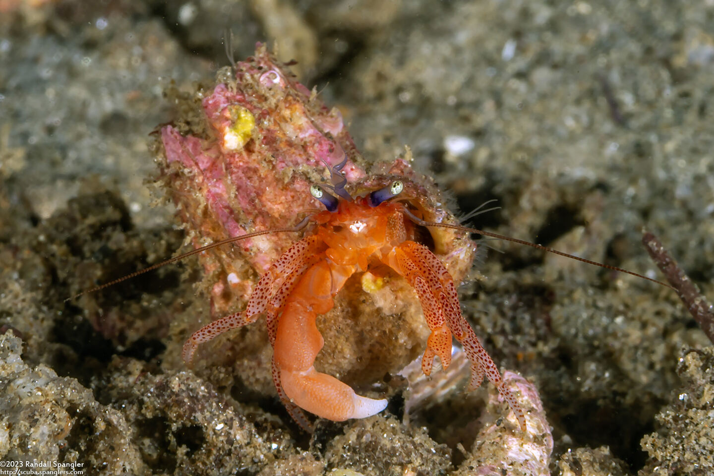 Pagurus retrorsimanus (Pagurus Retrorsimanus)