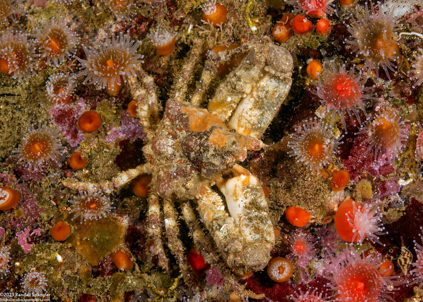 Scyra acutifrons (Sharpnose Crab)