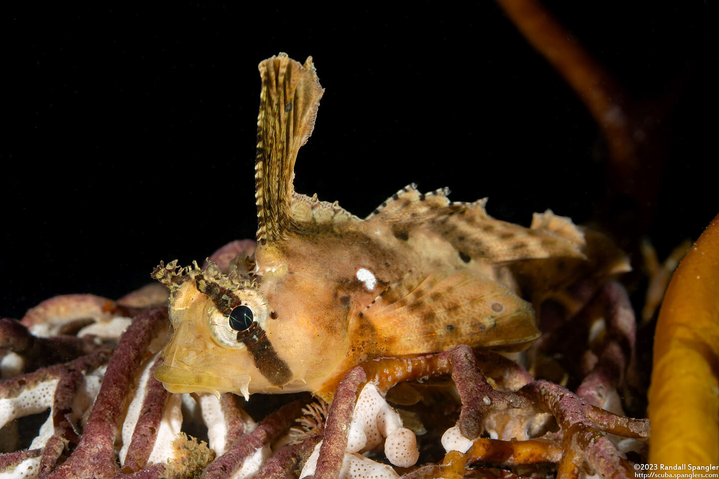 Nautichthys oculofasciatus (Sailfin Sculpin)