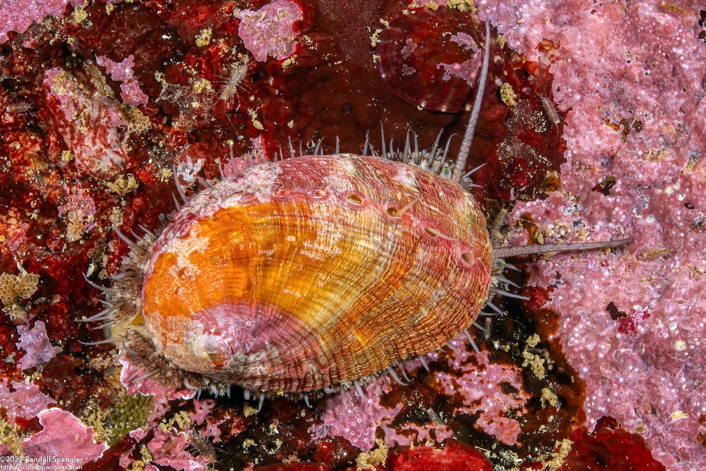 Haliotis walallensis (Flat Abalone)