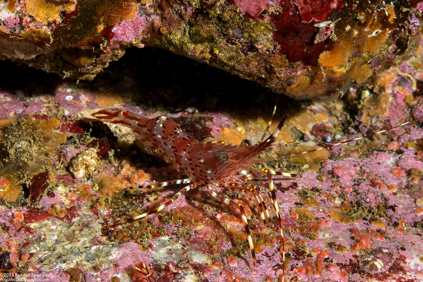 Pandalus danae (Dock Shrimp)