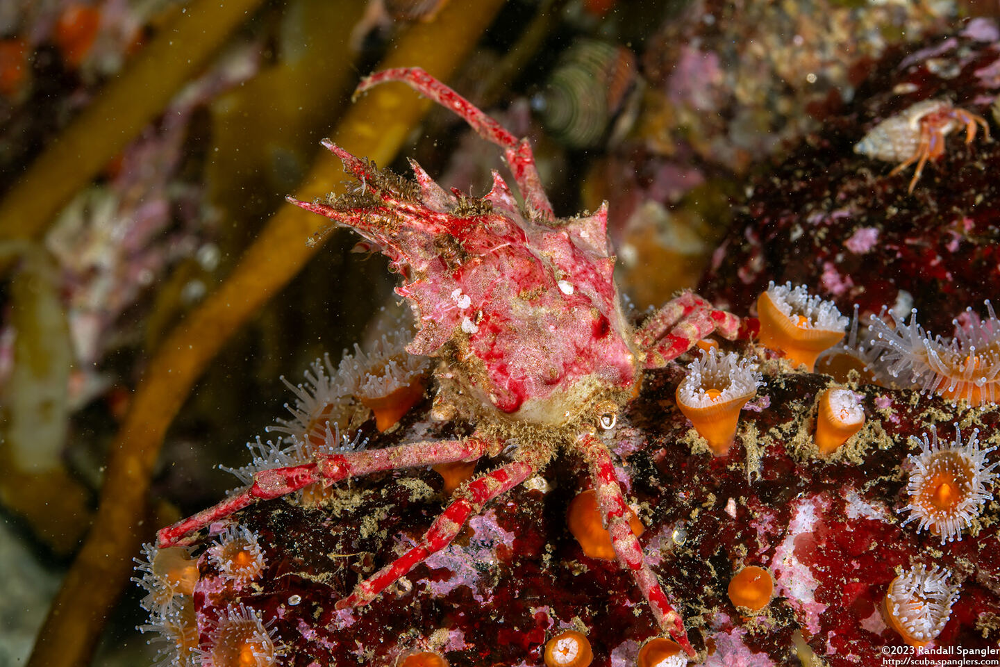 Pugettia richii (Cryptic Kelp Crab)