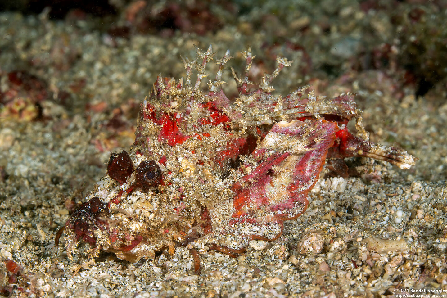Inimicus didactylus (Spiny Devilfish)