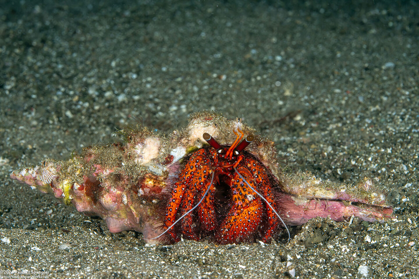 Dardanus megistos (White-Spotted Hermit Crab)
