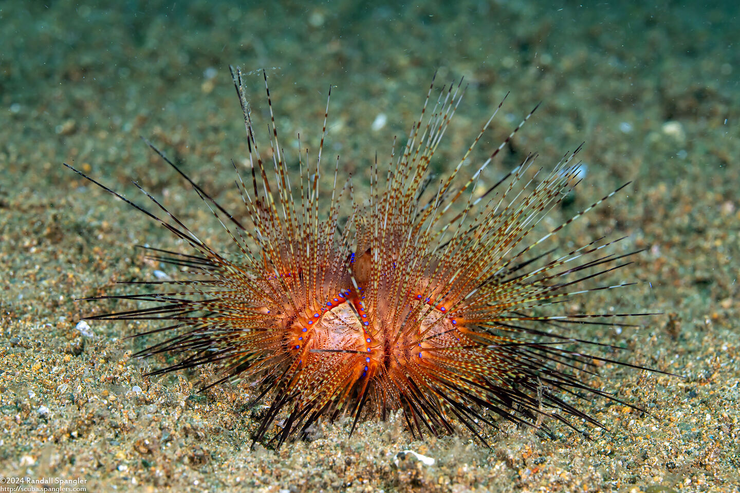 Astropyga radiata (Radiant Sea Urchin)