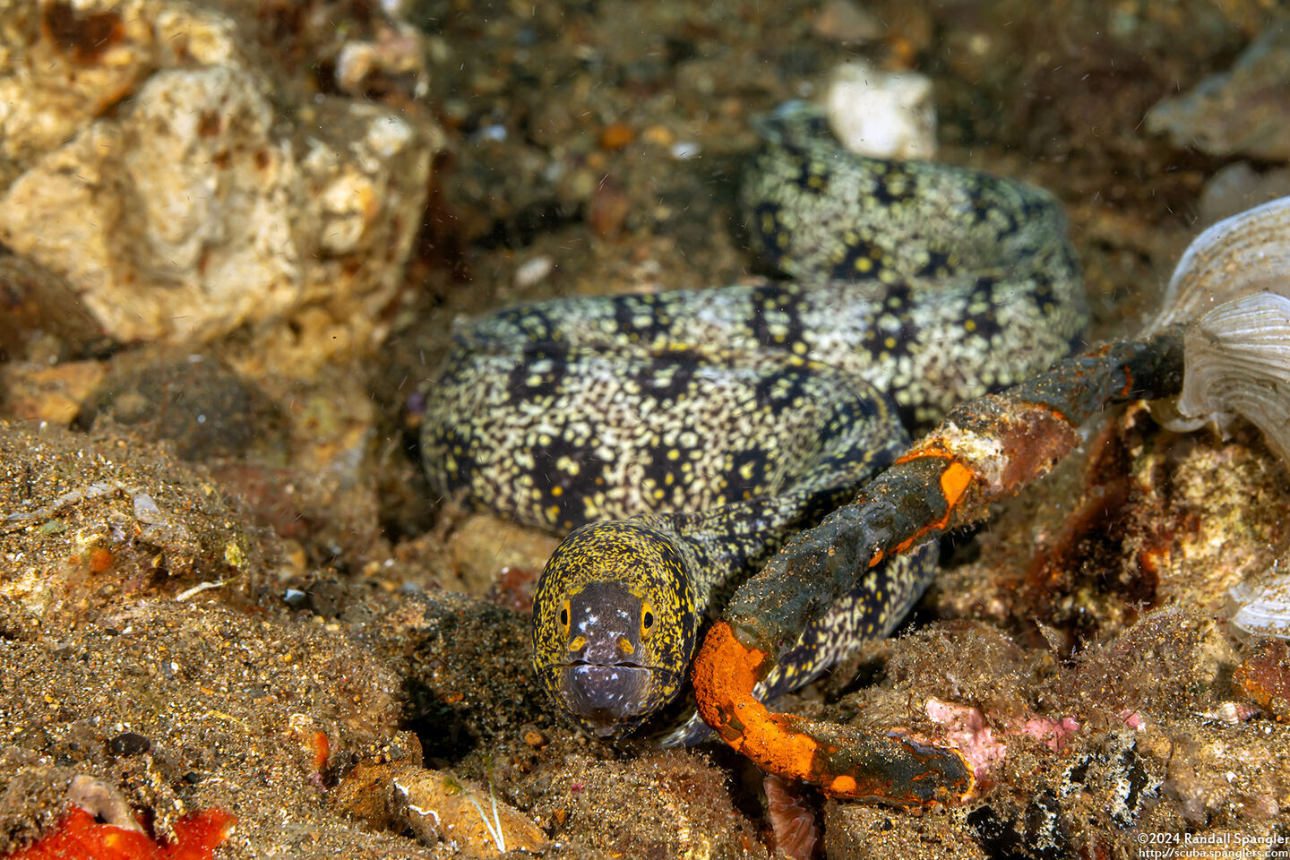 Echidna nebulosa (Snowflake Moray)