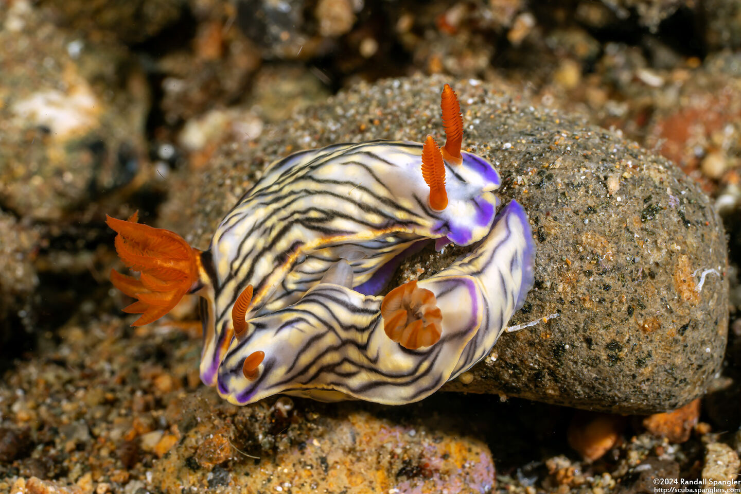 Hypselodoris zephyra (Zephyra Hypselodoris)