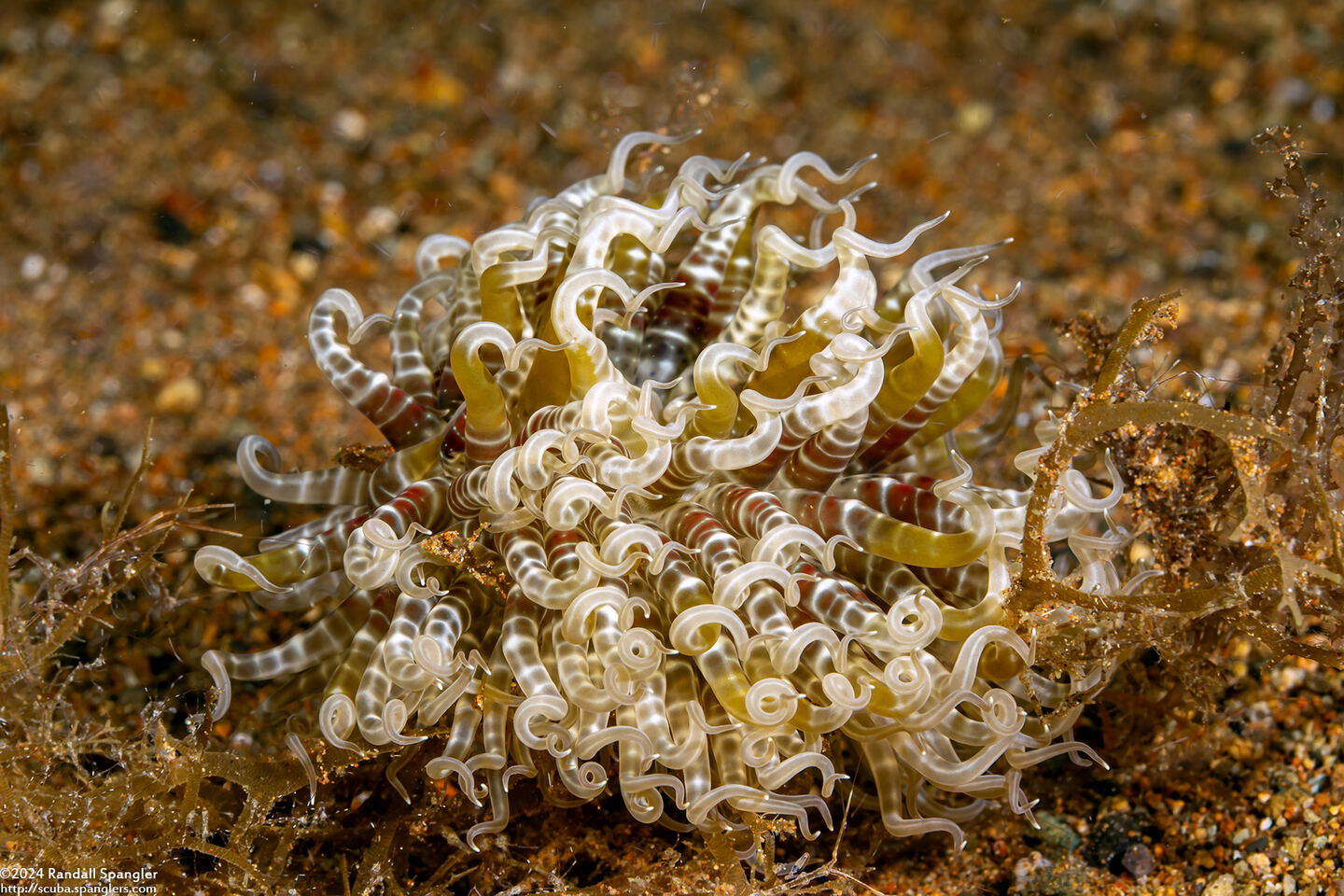 Boloceroides mcmurrichi (Swimming Anemone)