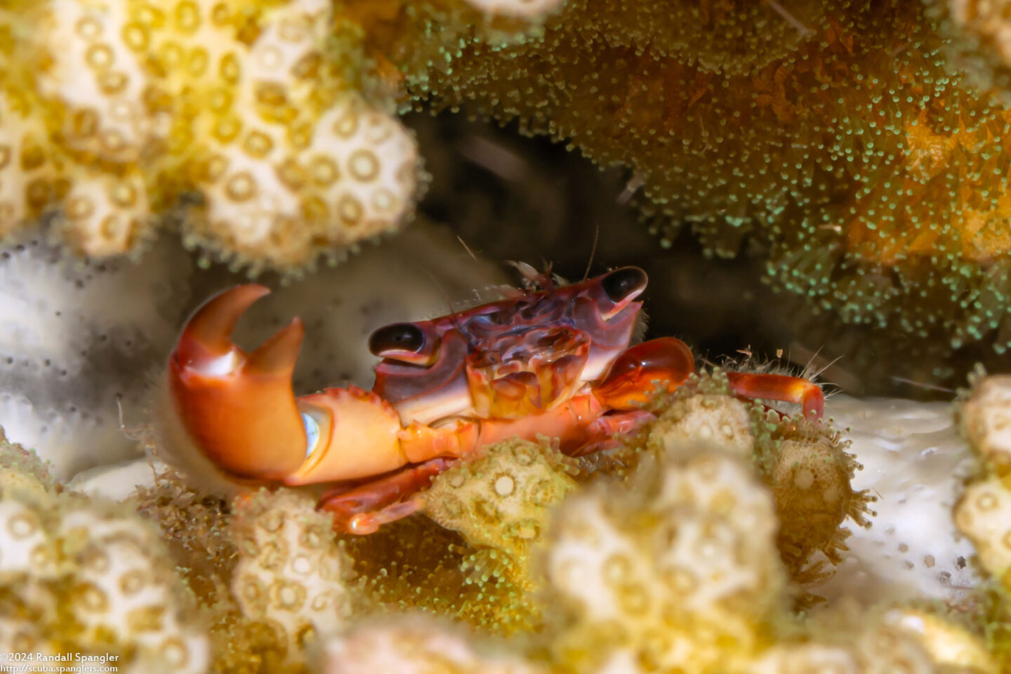Trapezia lutea (Yellow Dotted Guard Crab)