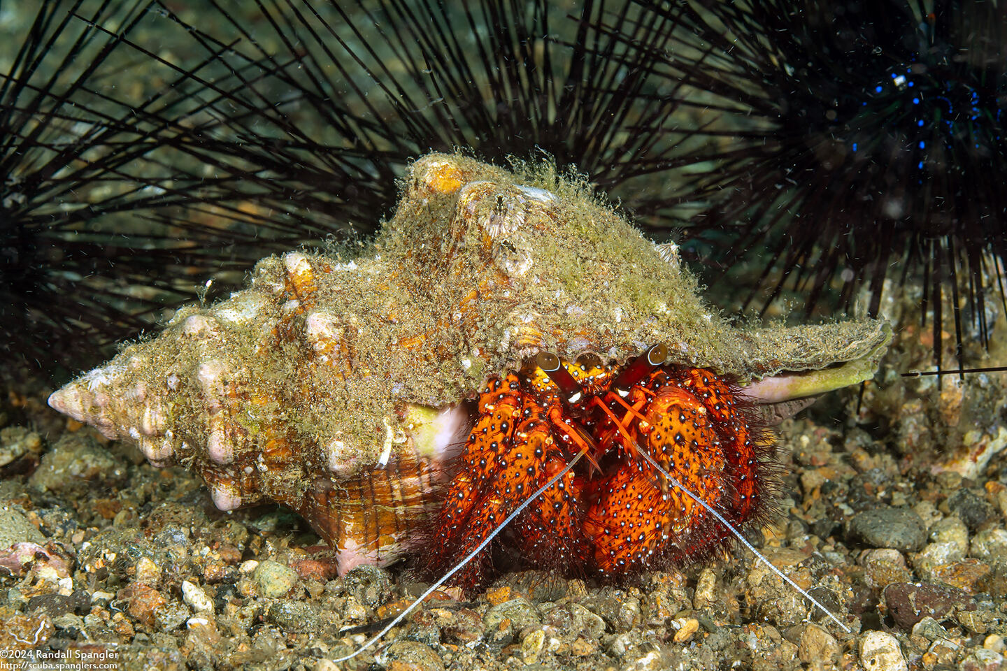 Dardanus megistos (White-Spotted Hermit Crab)