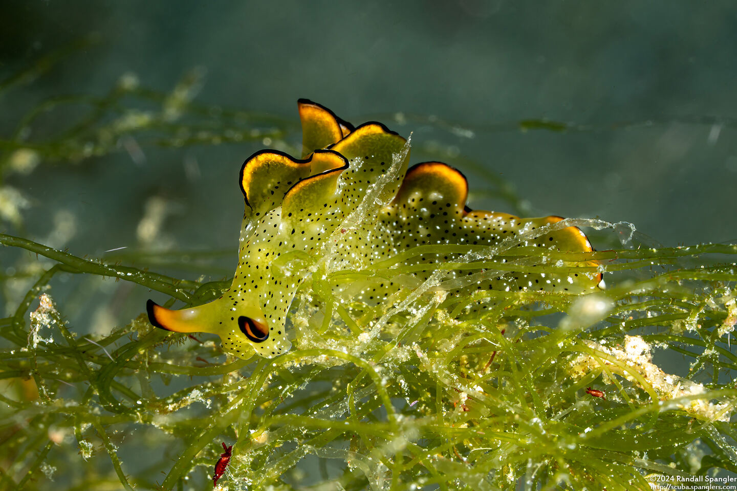 Elysia ornata (Ornate Sapsucking Slug)