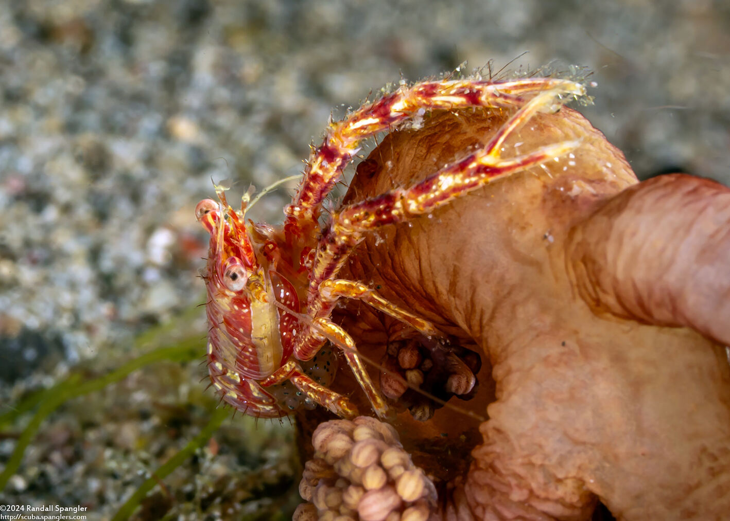 Galathea sp.4 (Galathea sp.4); Carrying eggs