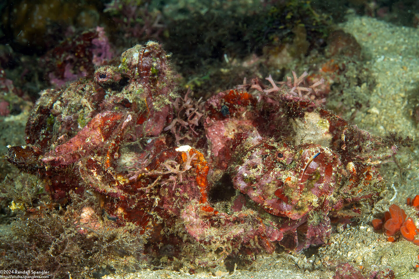 Scorpaenopsis diabolus (Devil Scorpionfish)