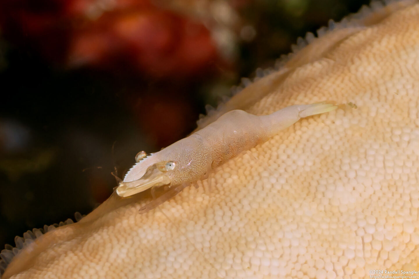 Zenopontonia soror (Sea Star Shrimp)