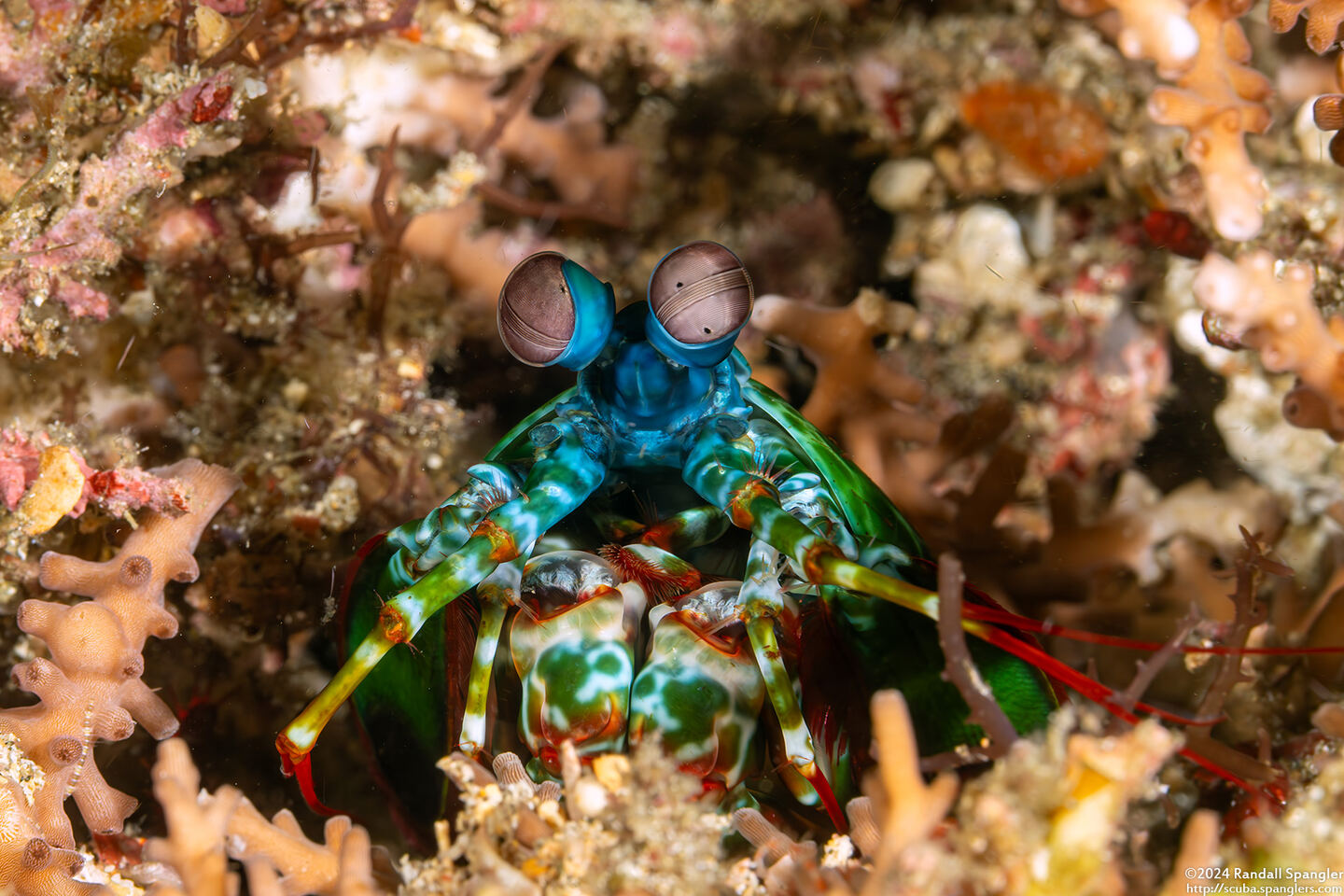 Odontodactylus scyllarus (Peacock Mantis Shrimp)