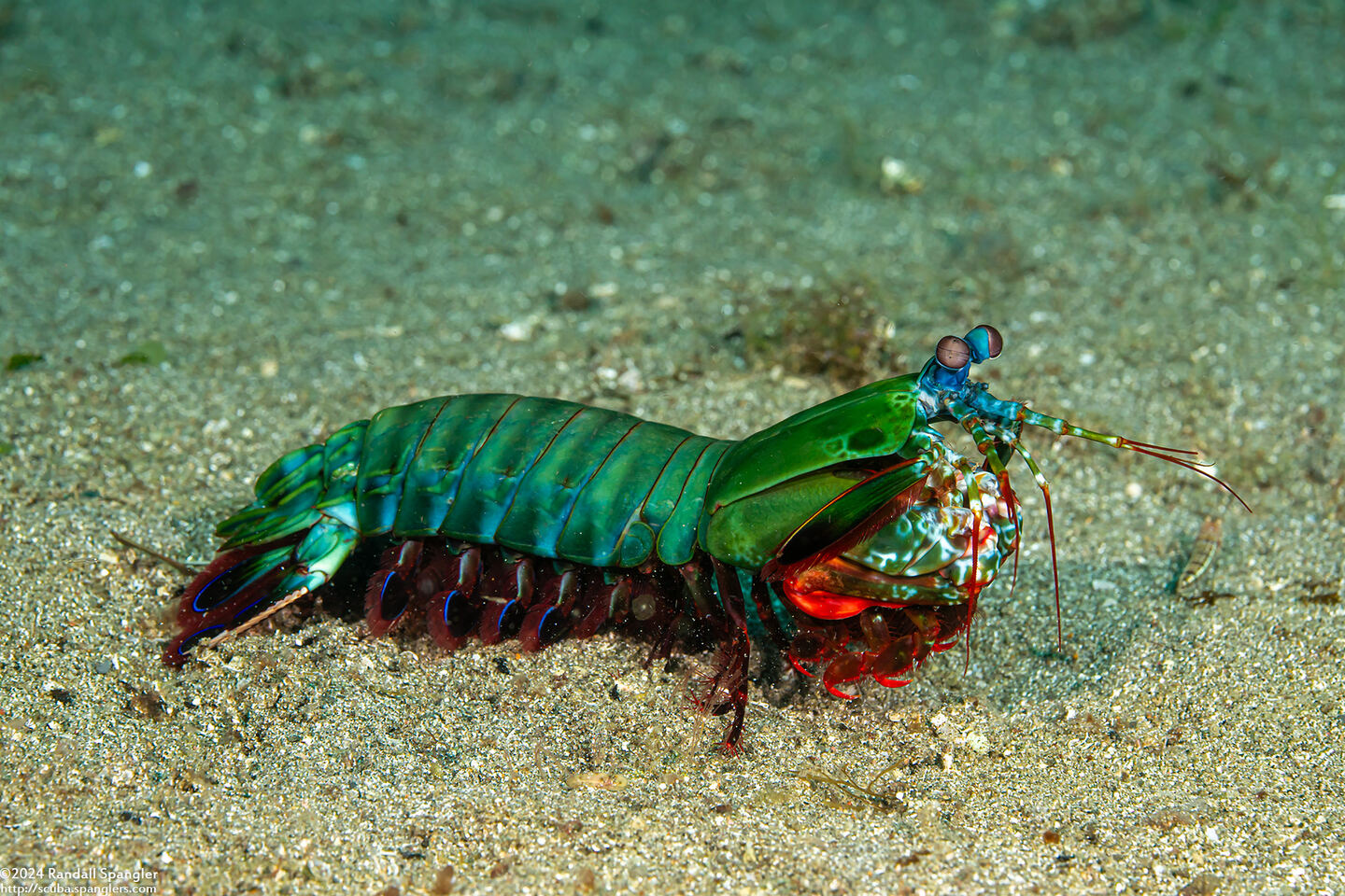 Odontodactylus scyllarus (Peacock Mantis Shrimp)